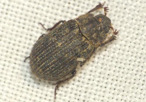 Trox scaber